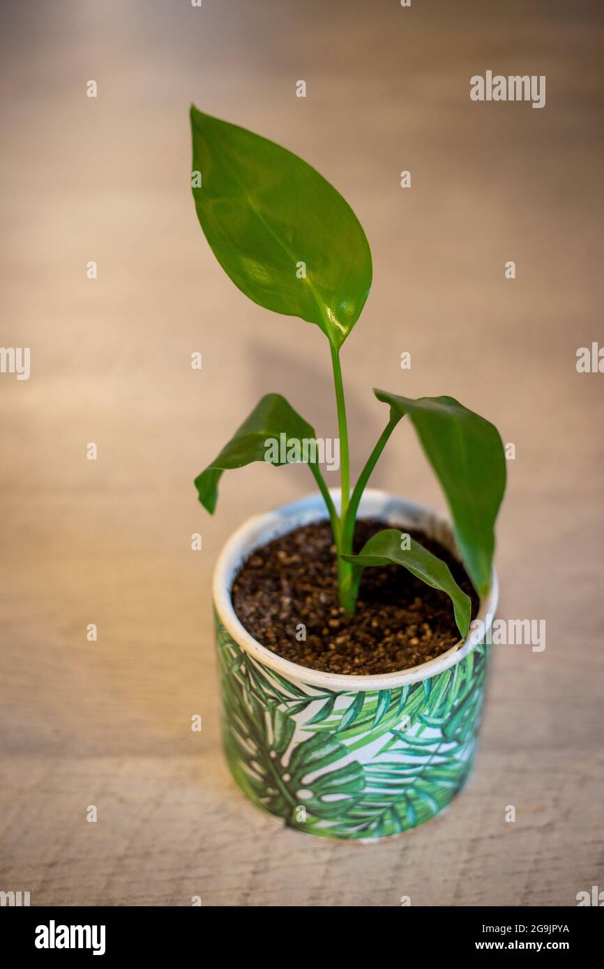 Una strelitzia bambino, o uccello del paradiso, pianta coltivata da seme, mostrando nuova crescita e guardando sano, sarà una pianta ideale della casa interna. Foto Stock