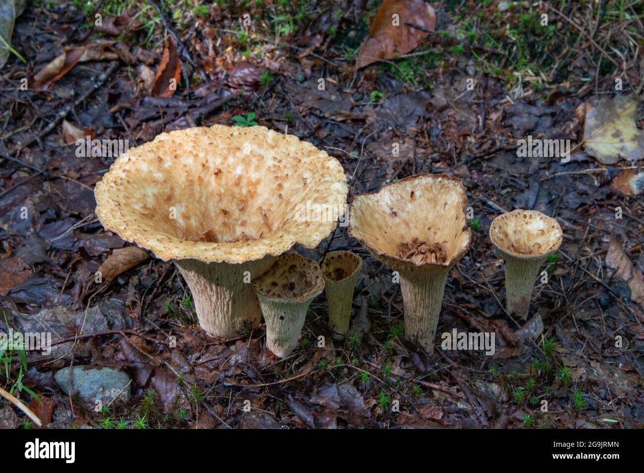 Turbinellus floccosus, comunemente noto come funghi porcini scuri che crescono sul fondo della foresta nelle montagne Adirondack, NY deserto. Foto Stock