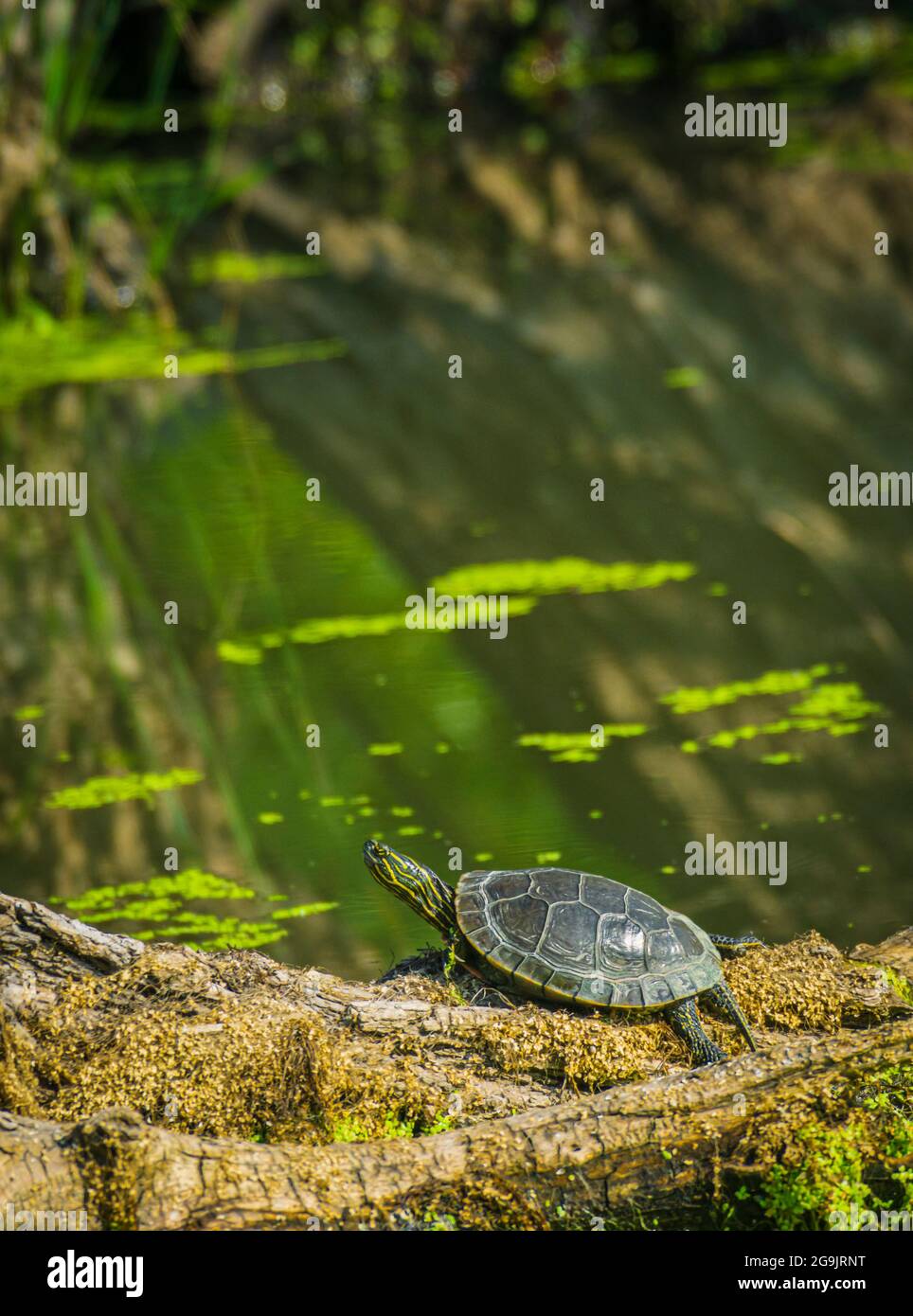 Western Painted Turtle (Chrysopys pitta bellii) crogiolarsi alla luce del sole del mattino su vecchio tronco di Cottonwood in paludi paludi, Castle Rock Colorado USA. Foto Stock