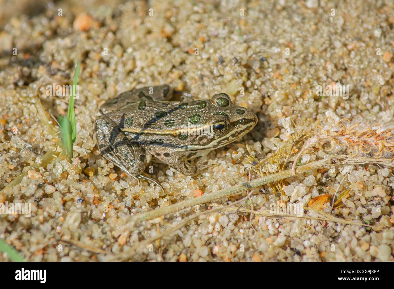 Young Plains Leopard Frog- (Lithobates blairi - ex Rana blairi), siede su sandbar in luce solare, Castle Rock Colorado USA. Foto scattata a luglio. Foto Stock