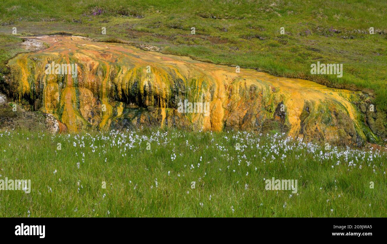 Colourful soda primavera e erba di cotone, Hverageroi, Suourland, Islanda Foto Stock