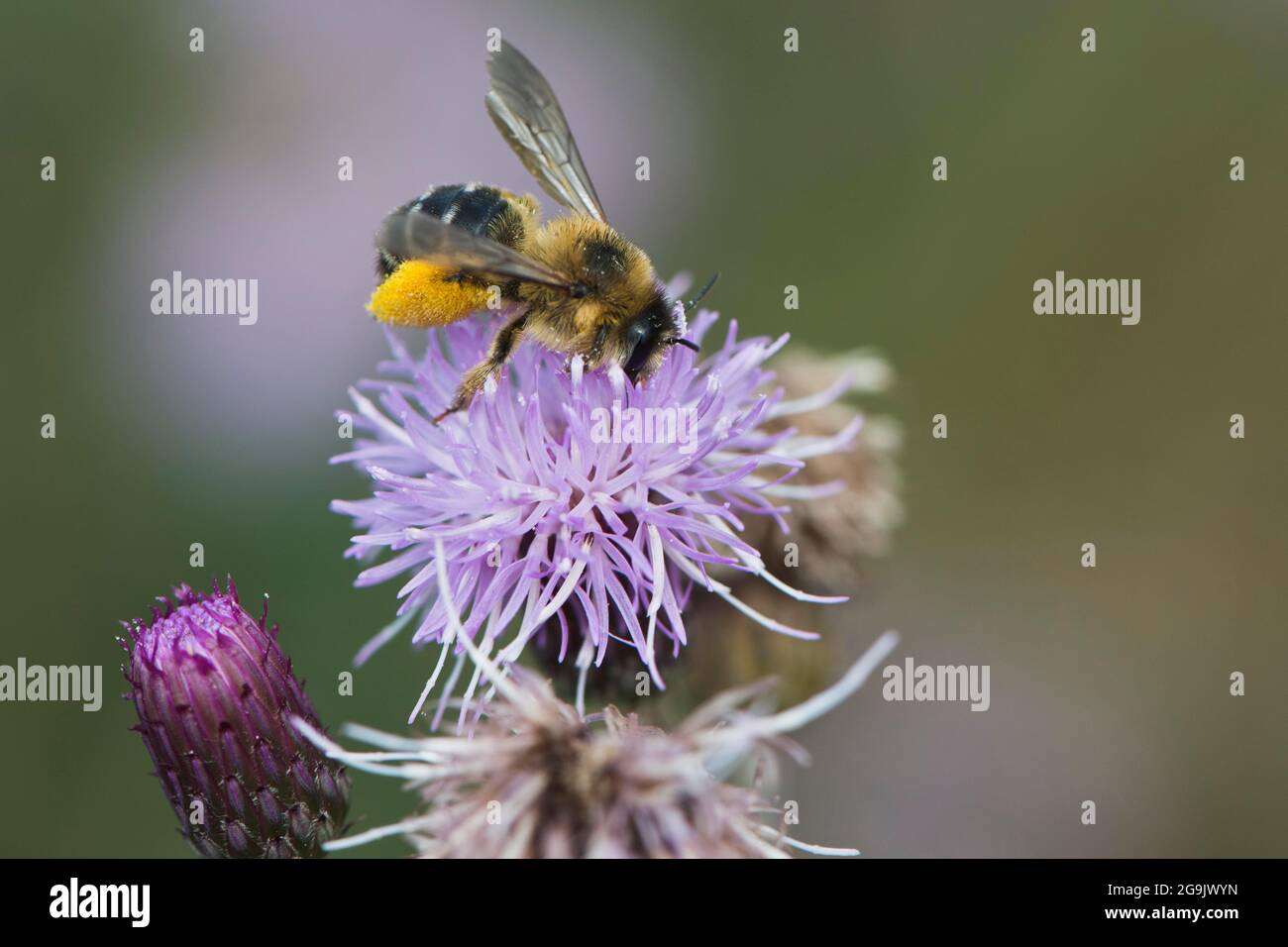 Ape di miele (Apis mellifera), polline-Laden, Emsland, bassa Sassonia, Germania Foto Stock