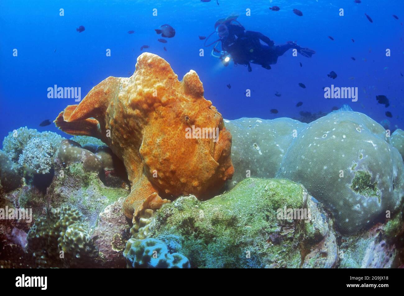 Rana pescatrice gigante (Antennarius commerconi), subacqueo dietro, Mare delle Filippine, Filippine Foto Stock