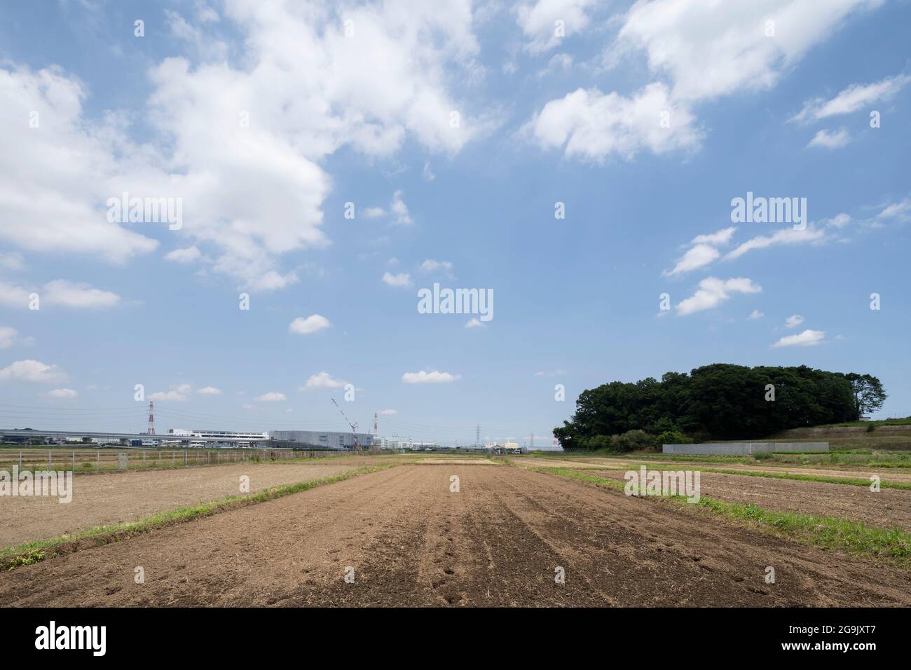 Sunny Day, 1 giugno 2021 (inizio estate), Isehara City, Prefettura di Kanagawa, Giappone. Foto Stock