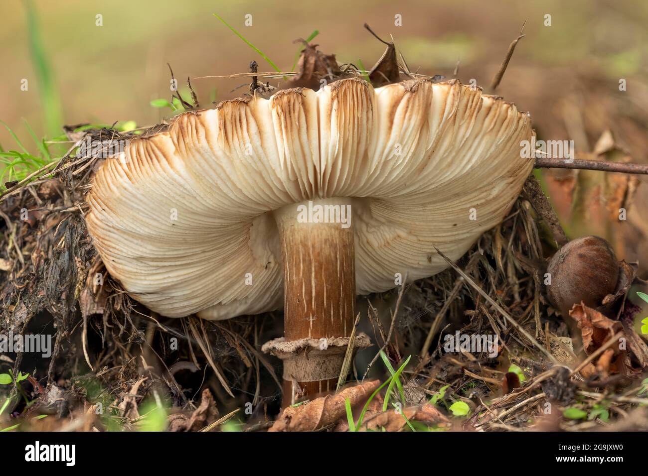 Fungo del parasolo (Macrolepiota procera) che fa la sua via fuori dal pavimento della foresta, fungo del Parasol Foto Stock