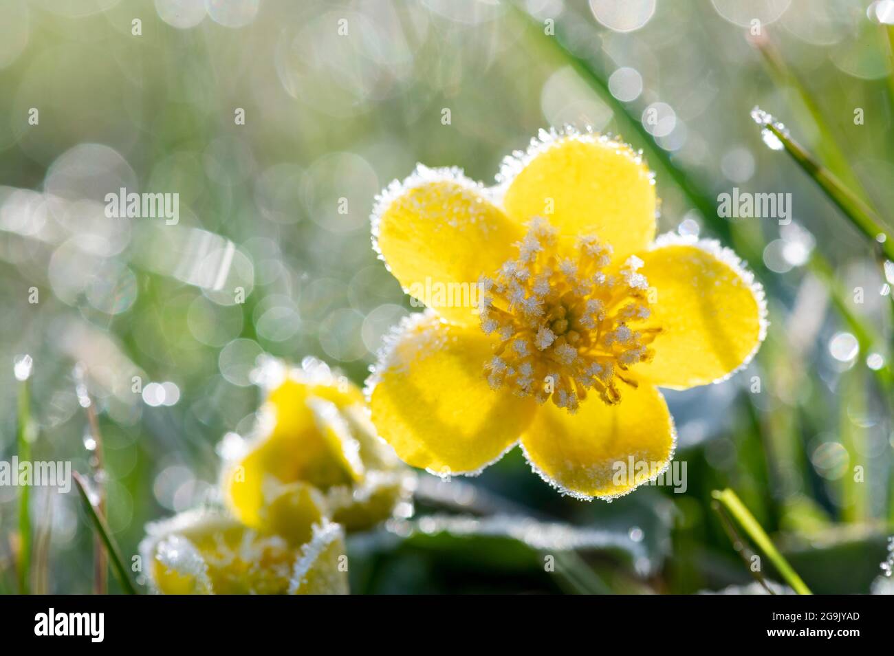 Marchigiana (Caltha palustris) con brina, Assia, Germania Foto Stock