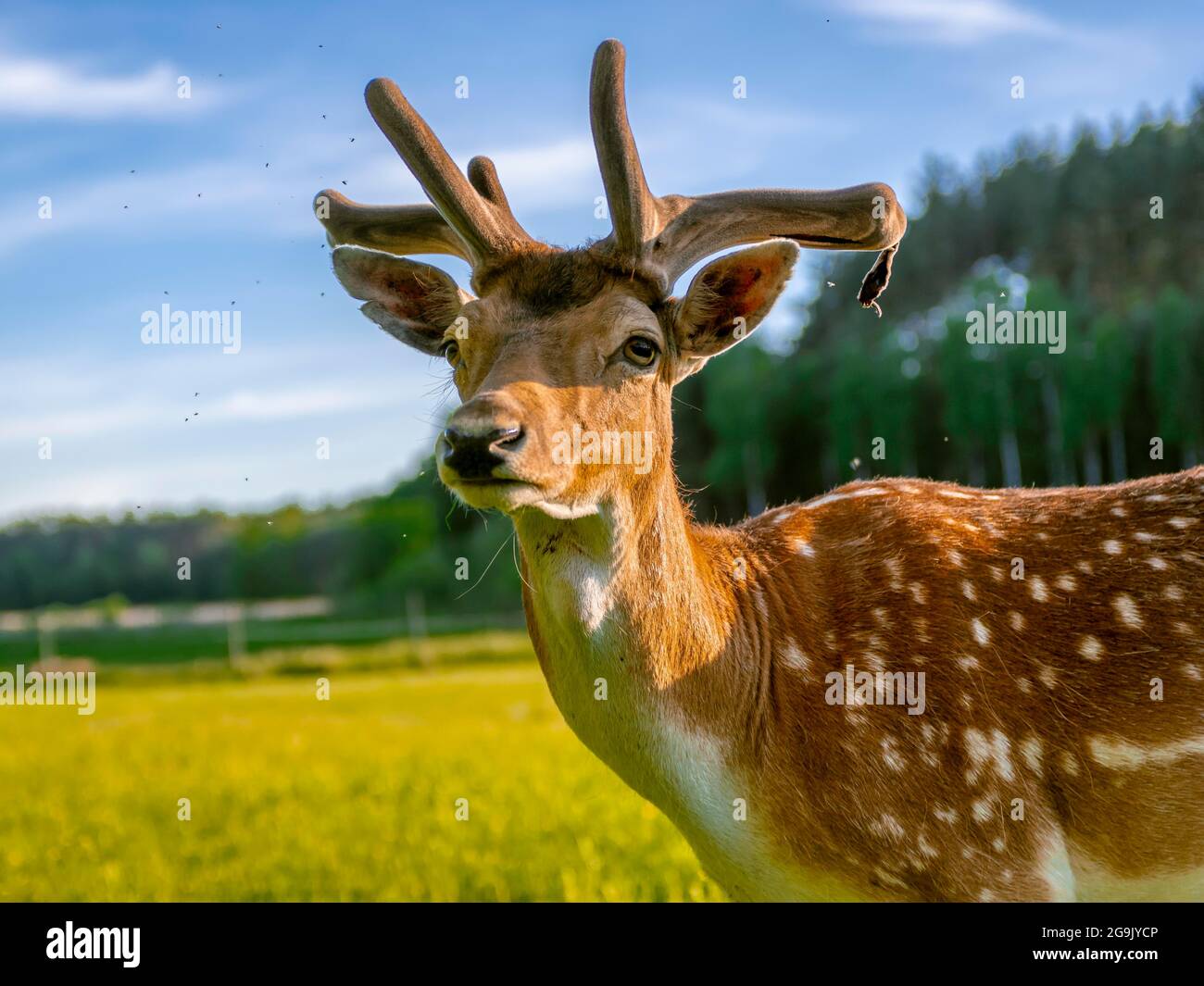 Daino (Dama dama), giovane maschio, Polonia Foto Stock