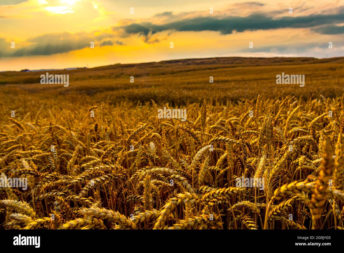 Campo di grano dorato nel sole che tramonta. Polonia Foto Stock