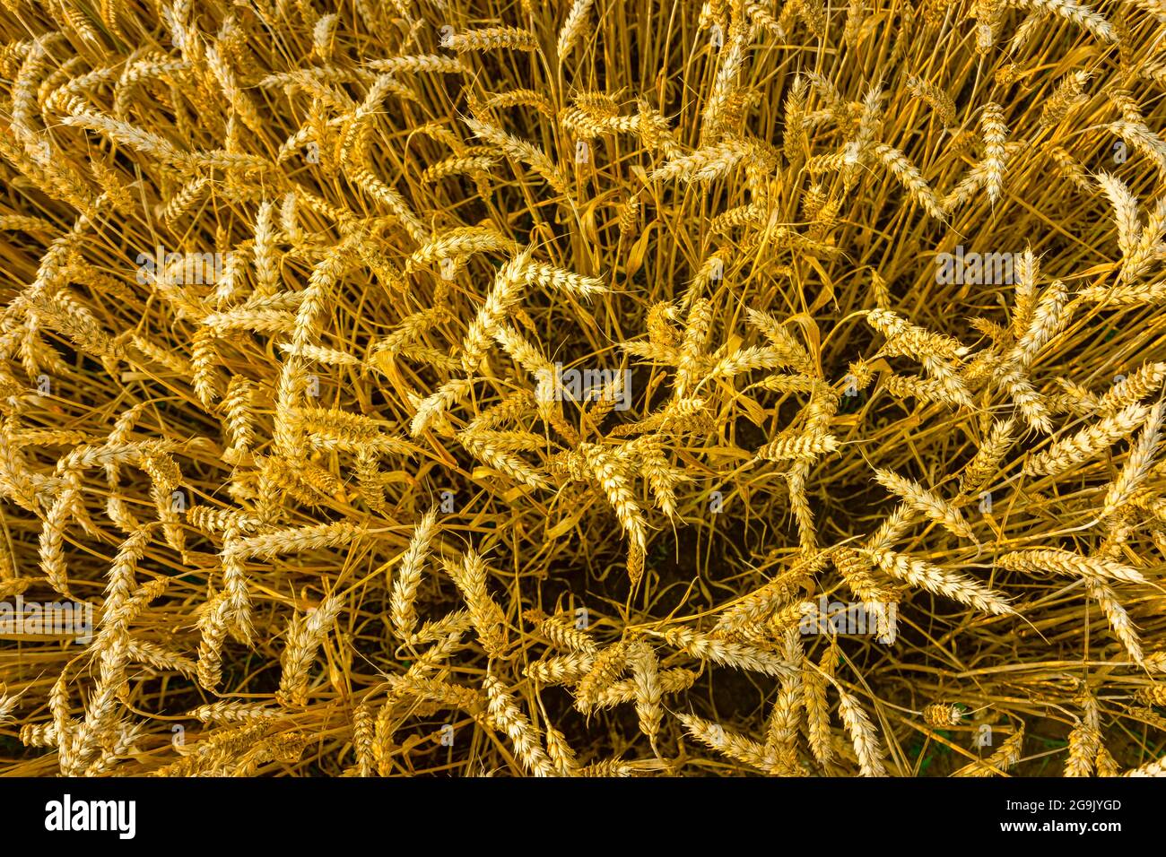 Campo di grano dorato nel sole che tramonta. Polonia Foto Stock