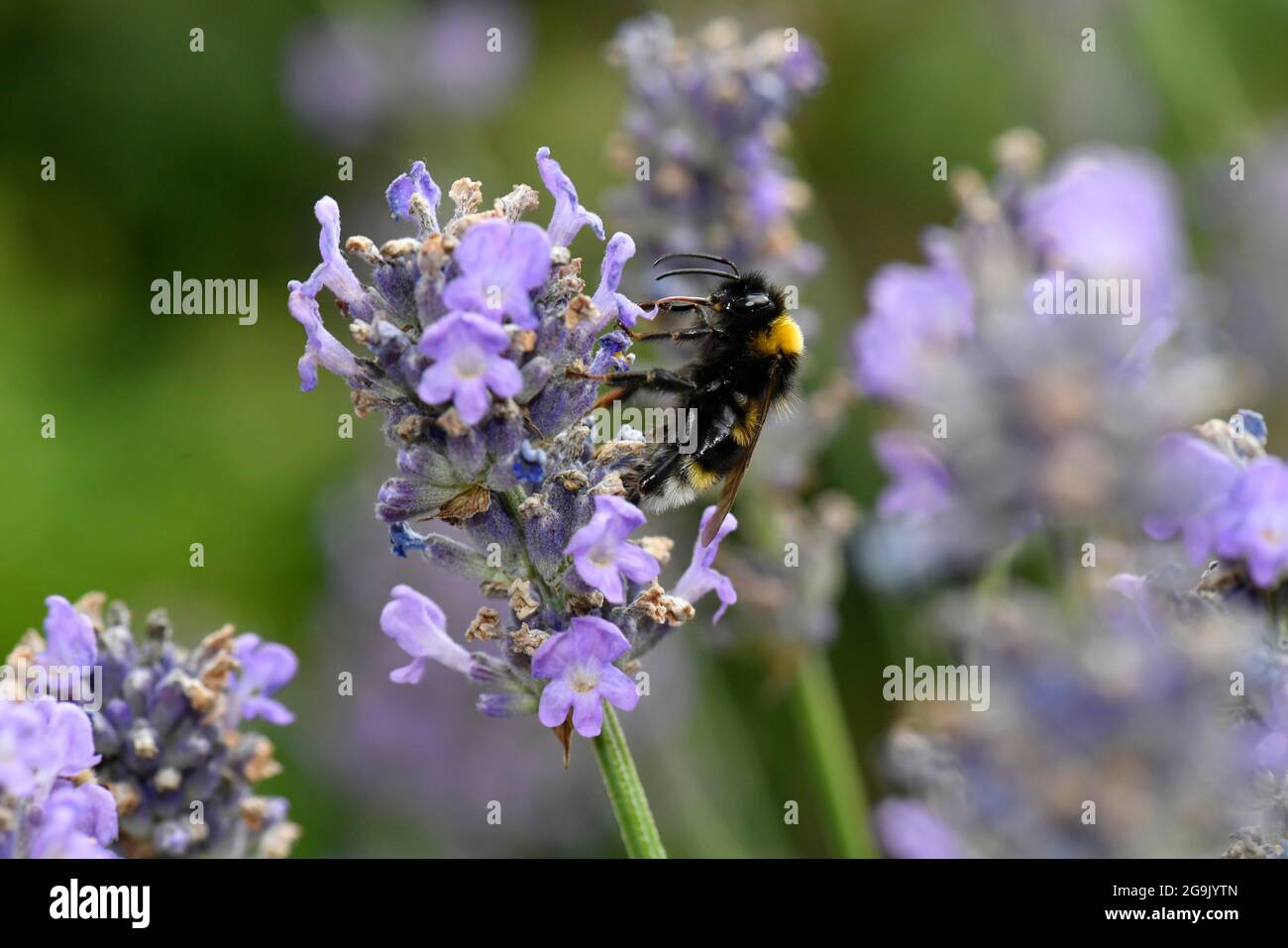 Grande terra bumblebee (Bombus terrestris), anche bumblebee spesso o nero bumblebee, vera lavanda comune (Lavandula angustifolia) Foto Stock