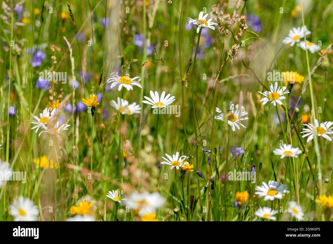 Fiori e erbe selvatiche nel prato naturale di fiori, Germania Foto Stock