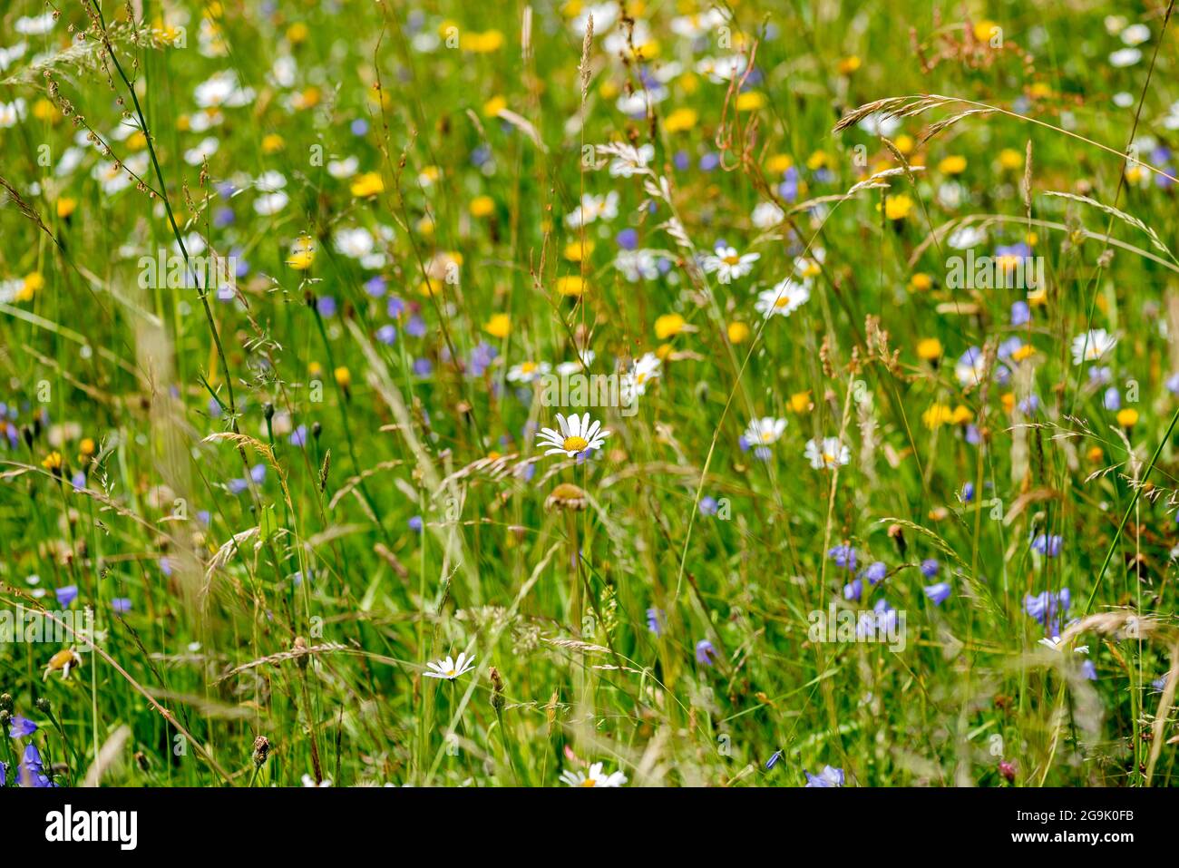 Fiori e erbe selvatiche nel prato naturale di fiori, Germania Foto Stock