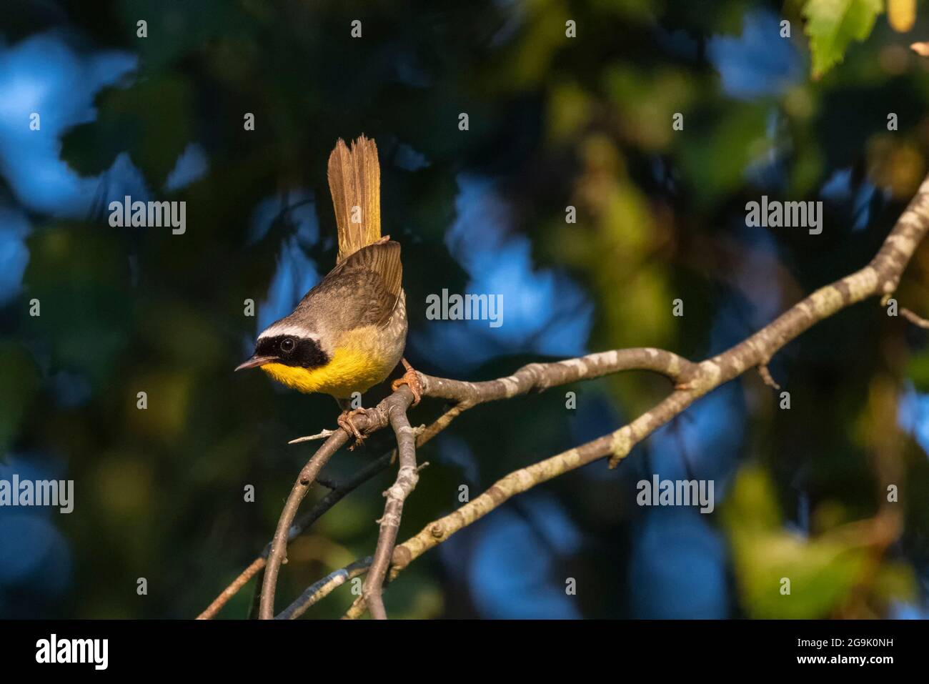 Uccello gyellowgola comune maschile a Vancouver BC Canada Foto Stock