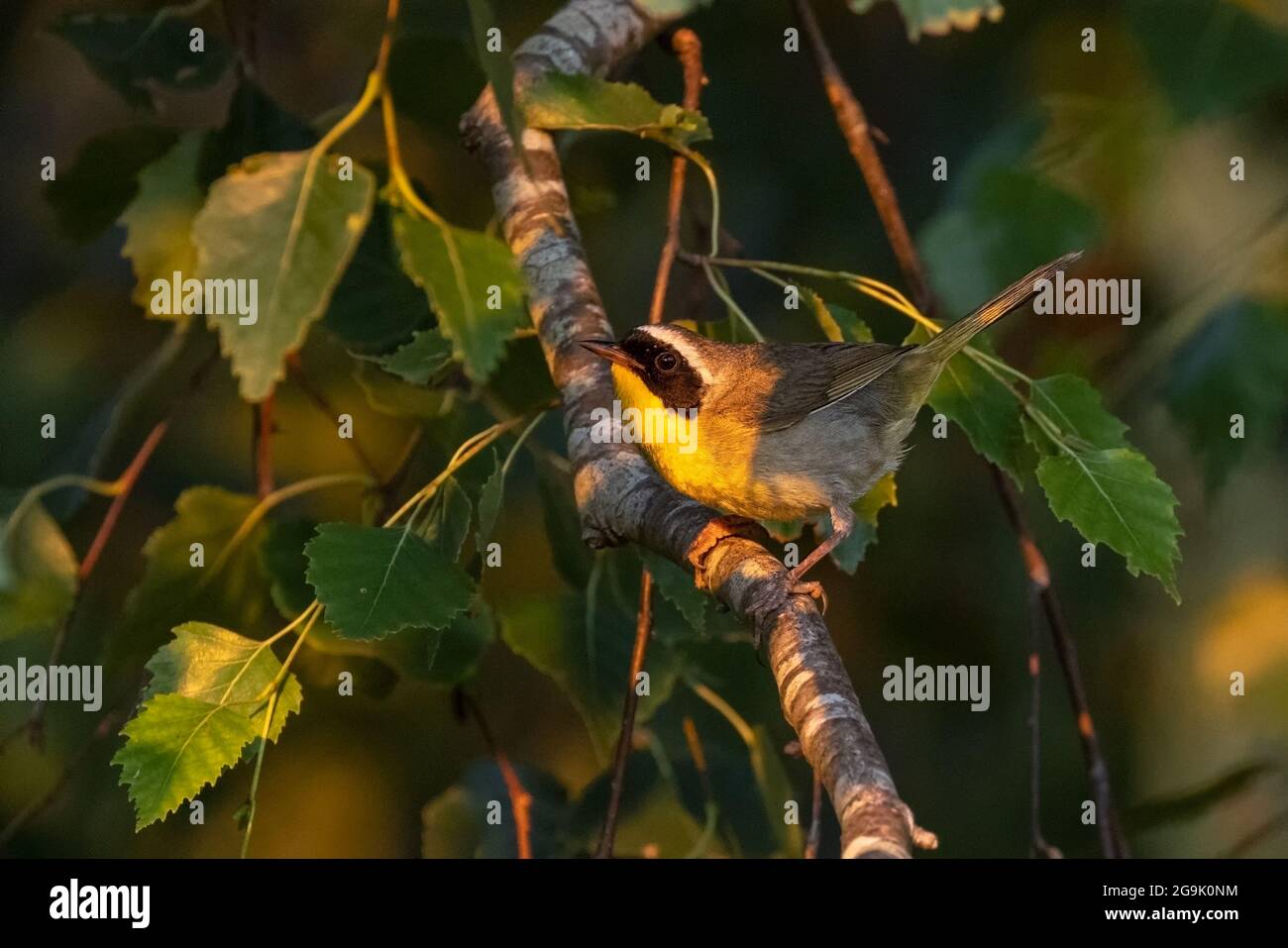 Uccello gyellowgola comune maschile a Vancouver BC Canada Foto Stock