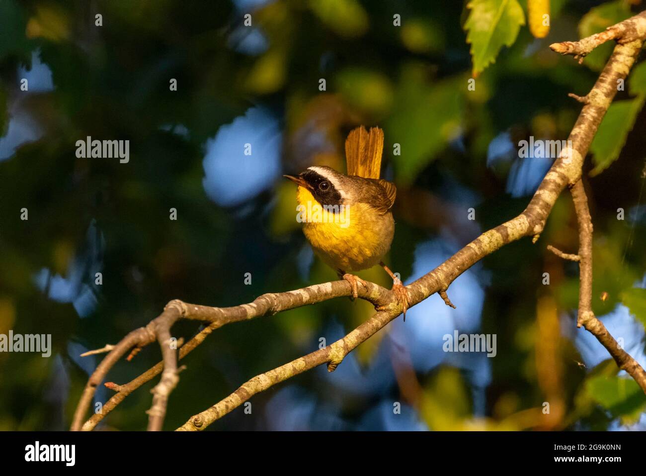 Uccello gyellowgola comune maschile a Vancouver BC Canada Foto Stock
