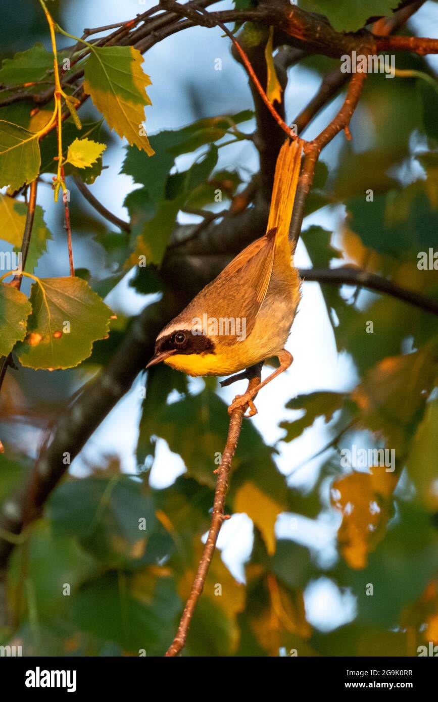Uccello gyellowgola comune maschile a Vancouver BC Canada Foto Stock