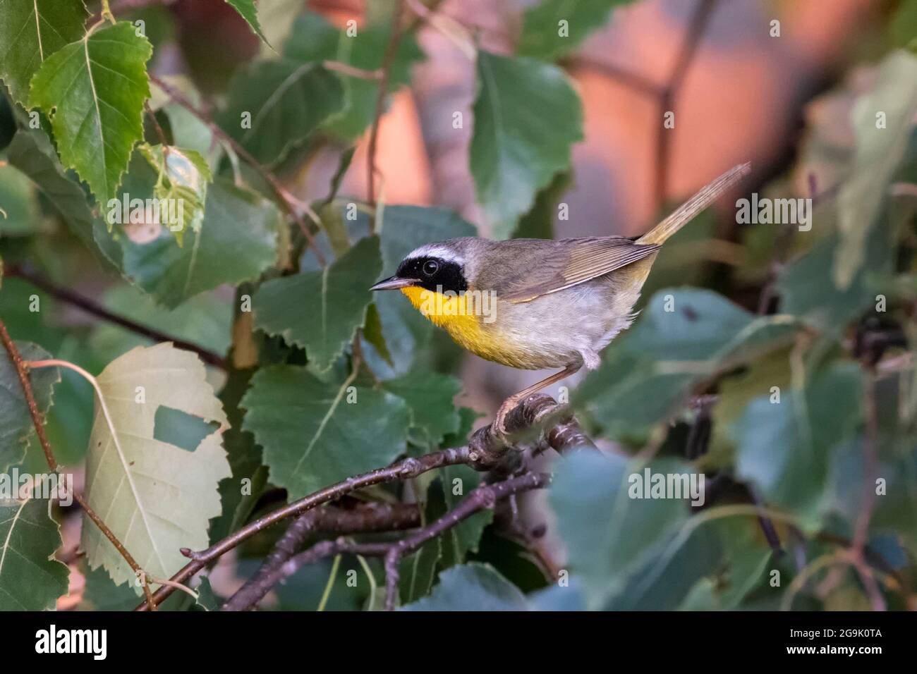 Uccello gyellowgola comune maschile a Vancouver BC Canada Foto Stock