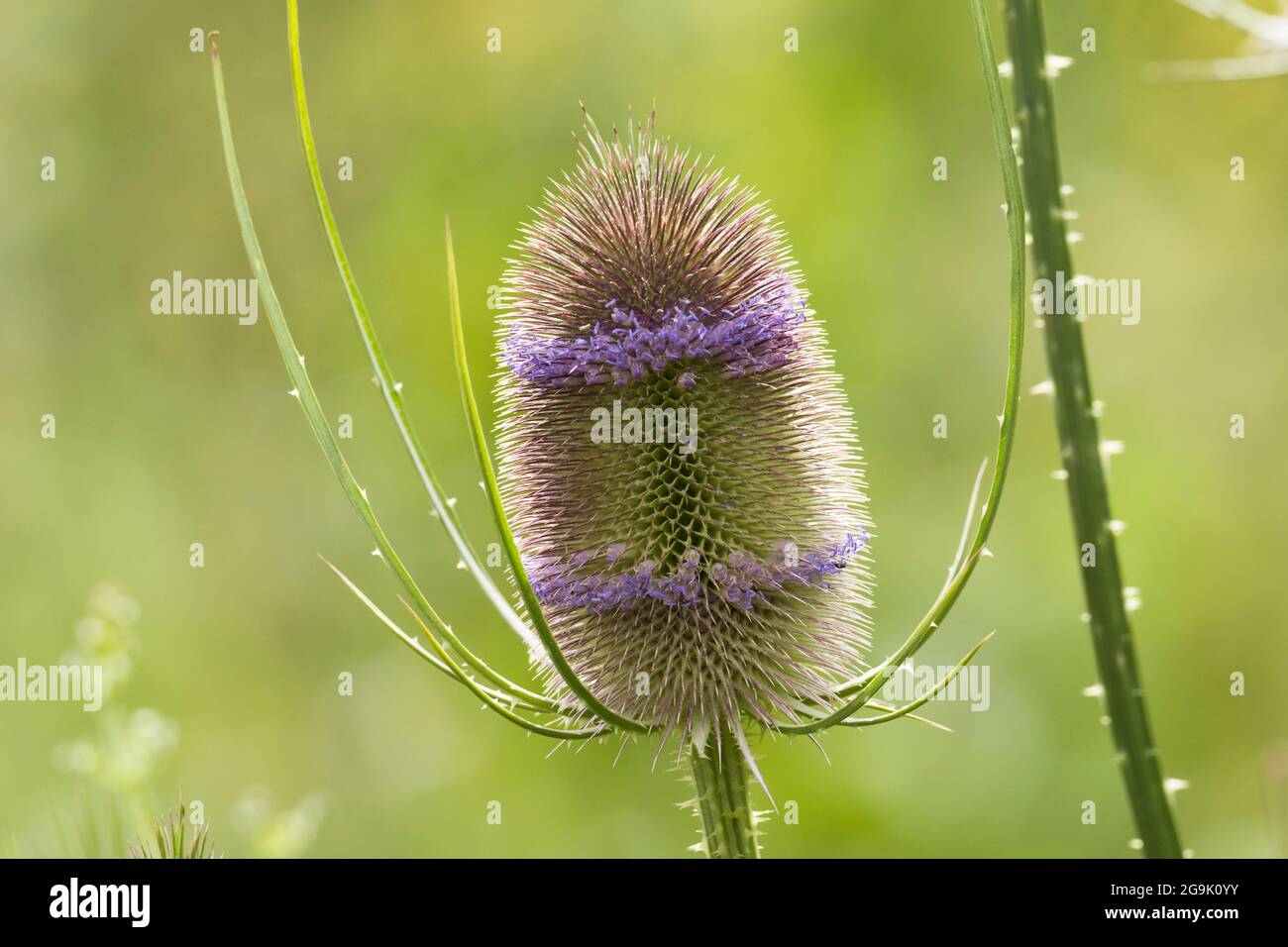 Teasel selvatico (Dipsacus fullonum), Assia, Germania Foto Stock