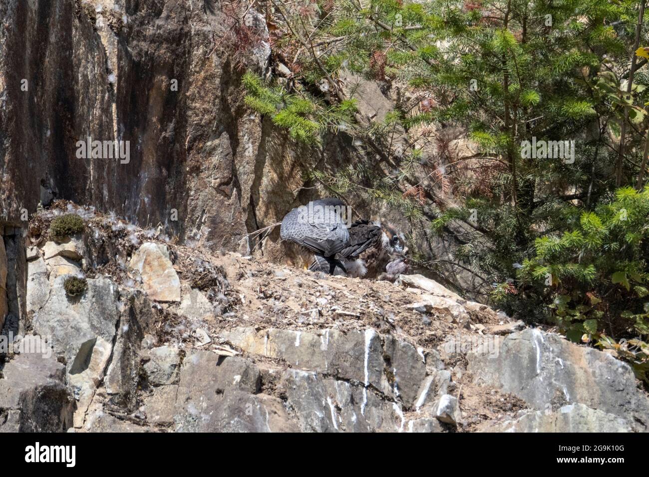Falco peregrino giovanile alla cava di Abbotsford BC Canada Foto Stock