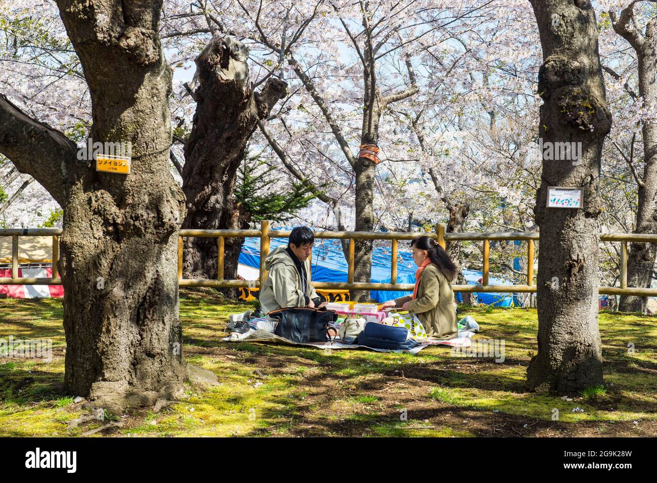 Cherry blossom in the Hakodate park, Hakodate, Hokkaido, Japan Foto Stock