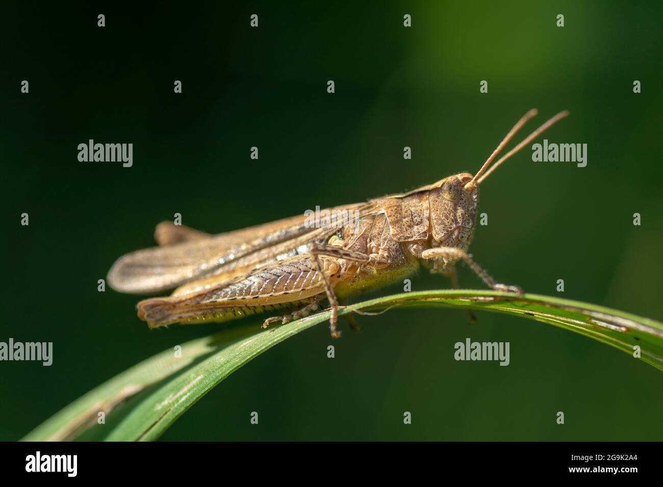 Grasshopper seduto su una lama di erba. Foto Stock