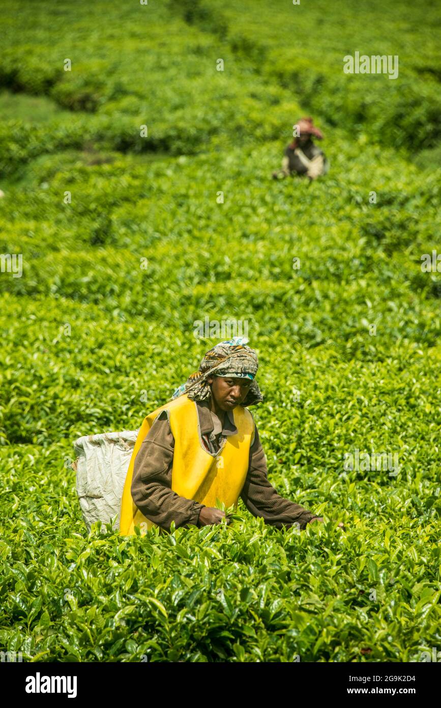 La piantagione di tè nella catena dei Virunga, Ruanda, Africa Foto Stock