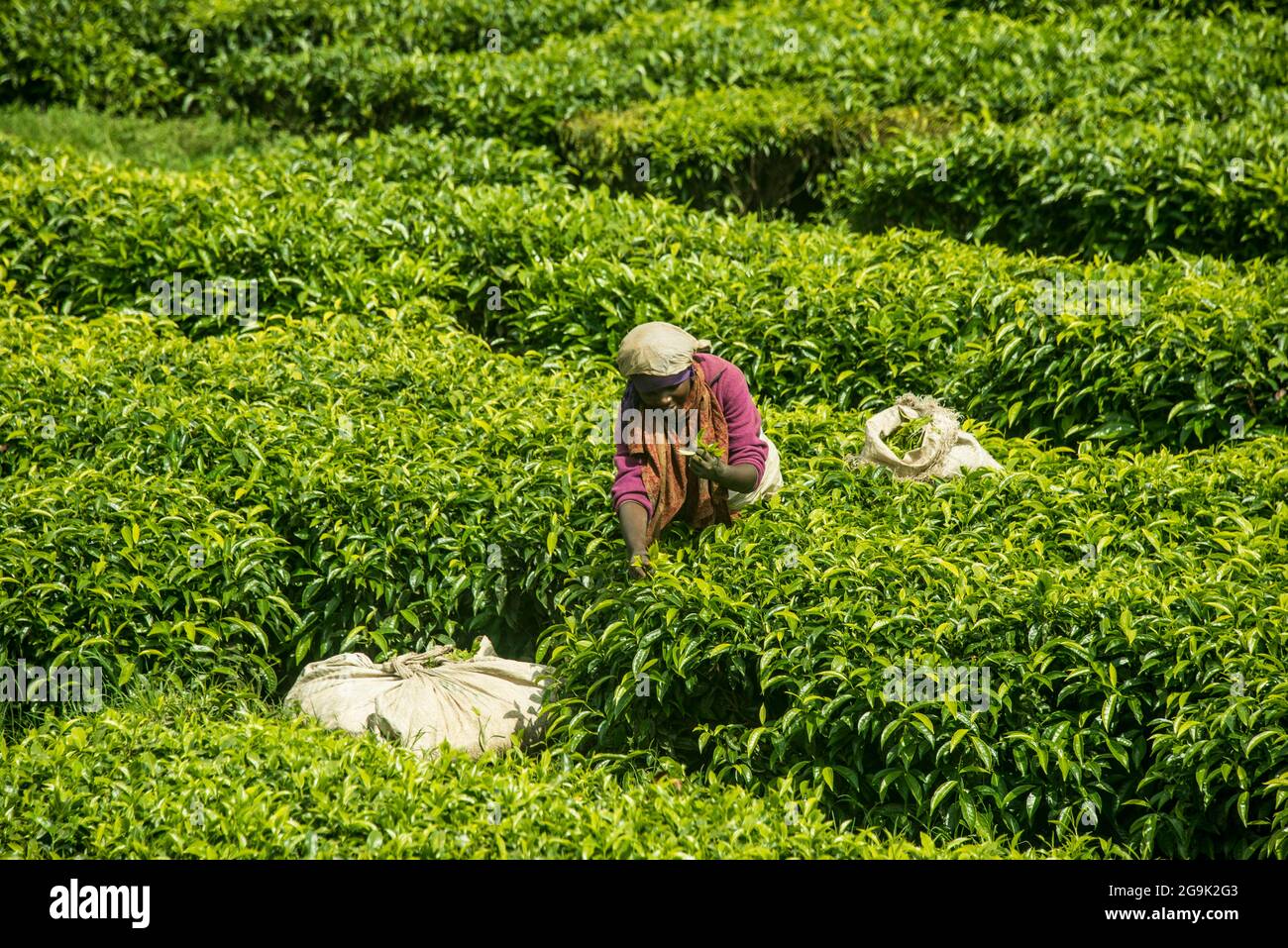 Tea worker che lavora su una piantagione di tè nelle montagne di Virunga, Ruanda, Africa Foto Stock
