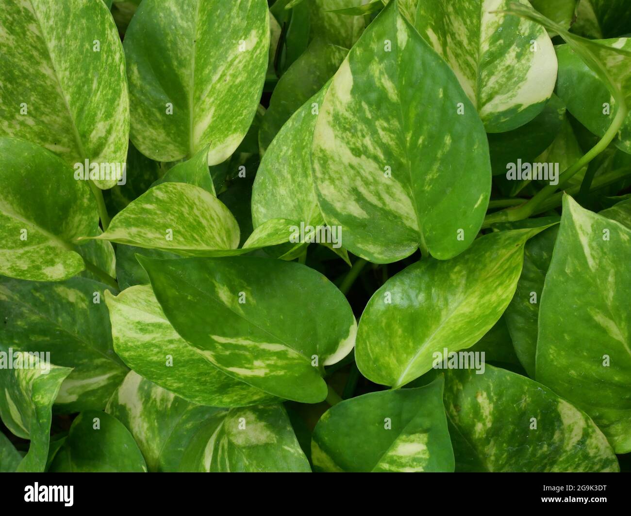 Cespuglio di foglie verdi di Taro Vine pianta su sfondo nero Foto Stock
