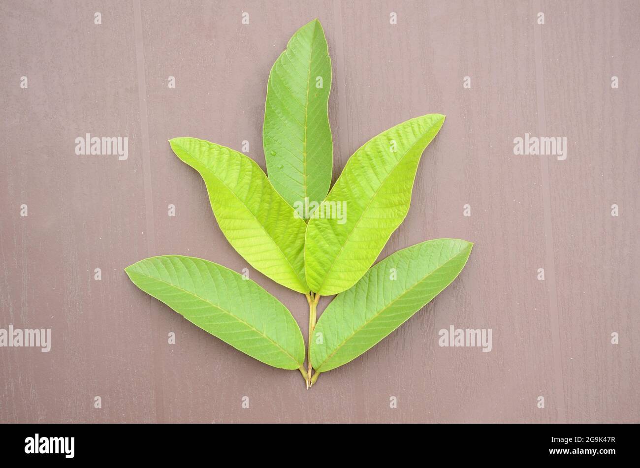 closeup le foglie di frutta di guava verde maturo con il ramo sopra fuori di fuoco sfondo marrone. Foto Stock