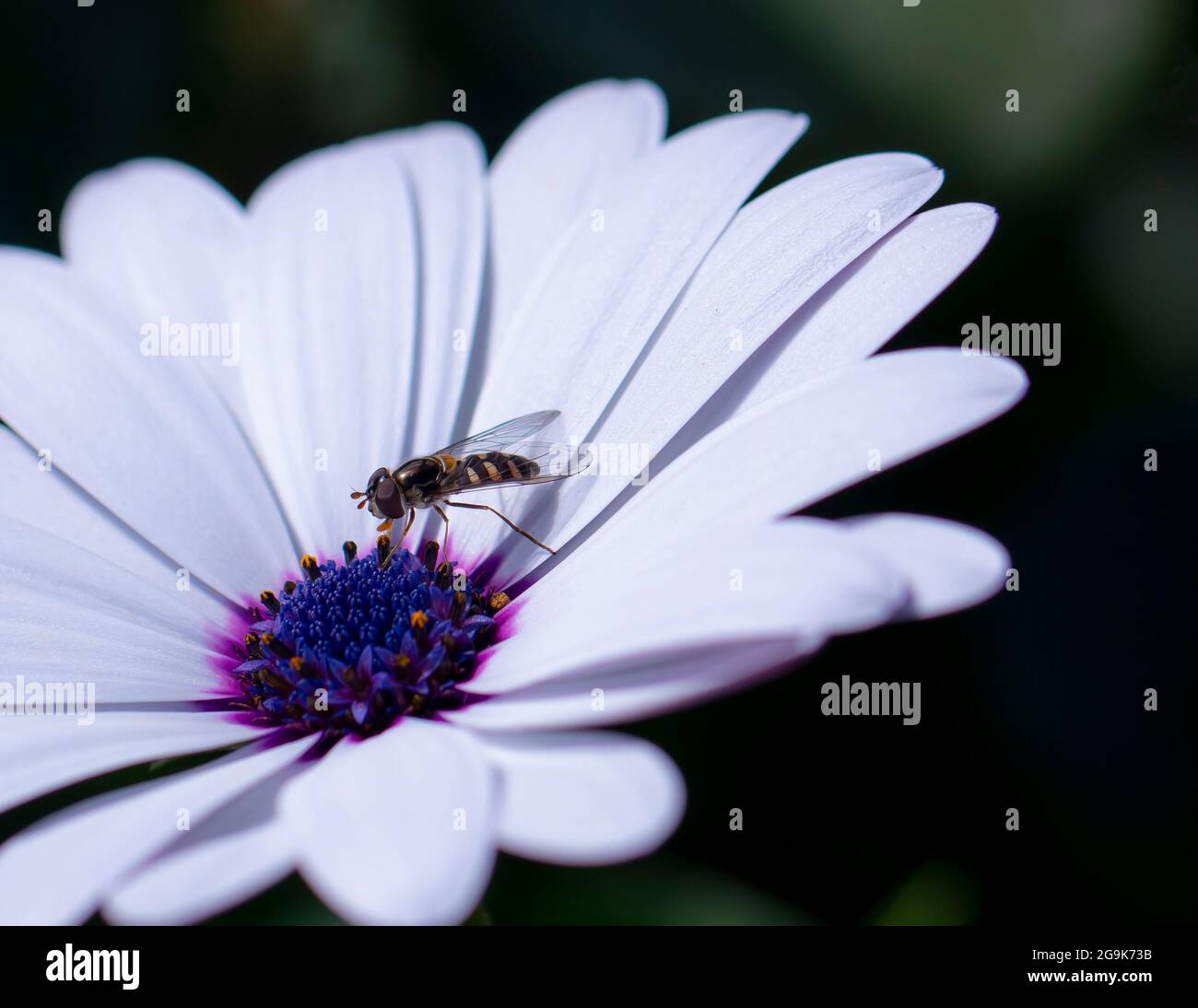 Australian Black-headed hover Fly, Melangyna viridiceps, comune hoverfly o flower mosche che si nutrire sul polline di un Veldt Daisy, Osteospermum spp Foto Stock