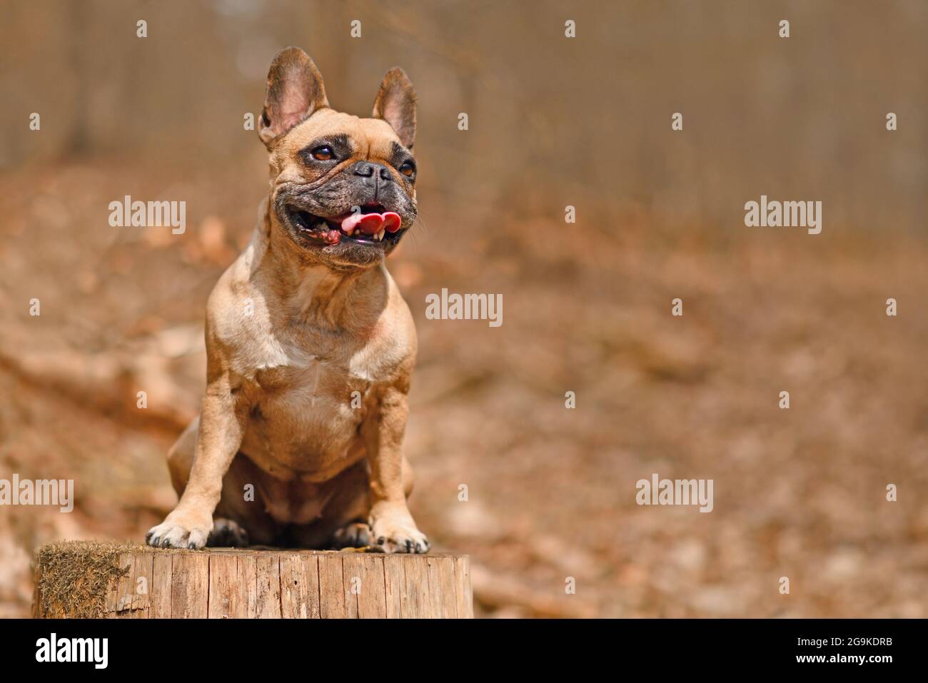 Felice francese Bulldog cane seduta su tree stump in foresta con copia spavce Foto Stock