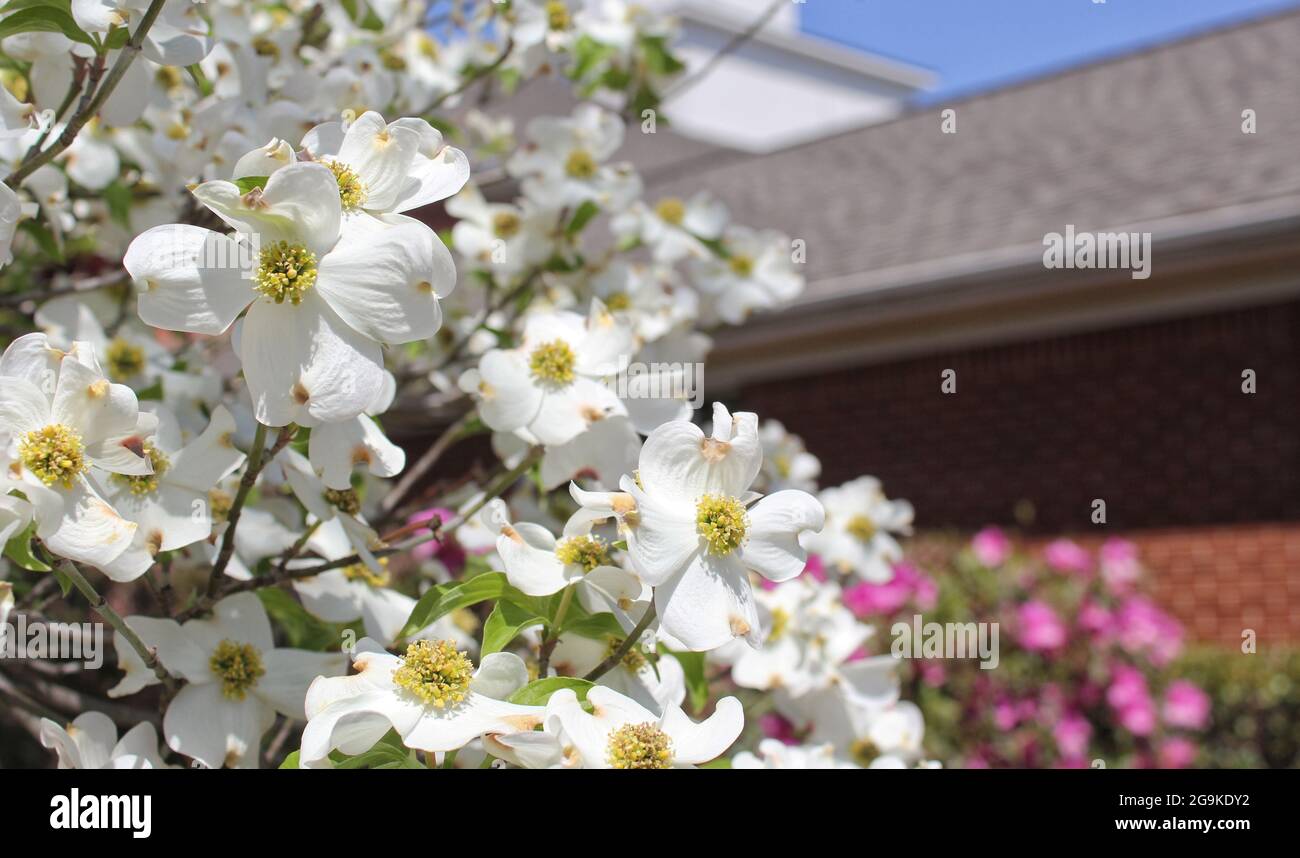 White Dogwood Tree in piena fioritura Cornus florida Foto Stock