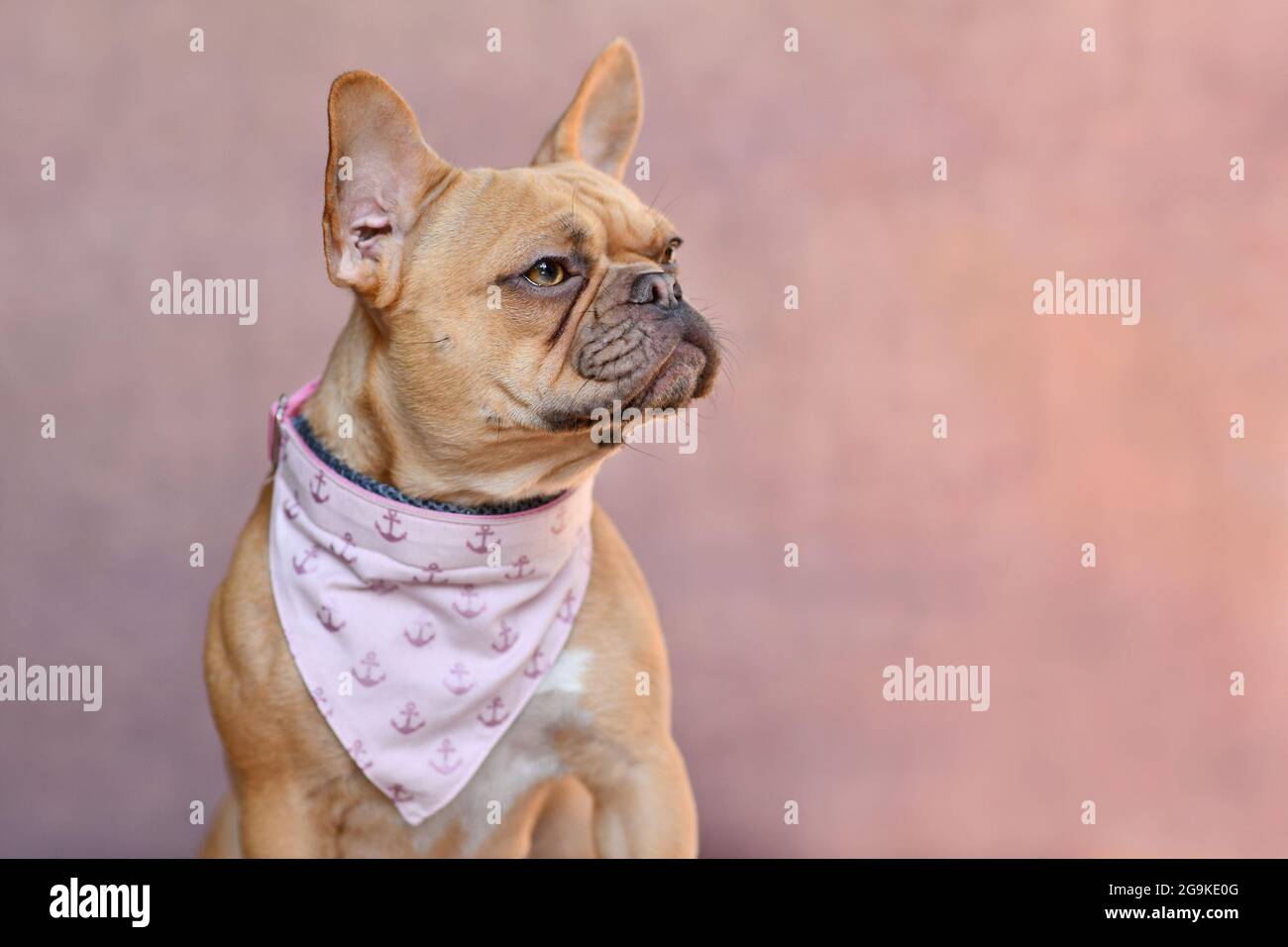 Cane Bulldog francese con colletto sul lato di sfondo rosa con spazio copia Foto Stock