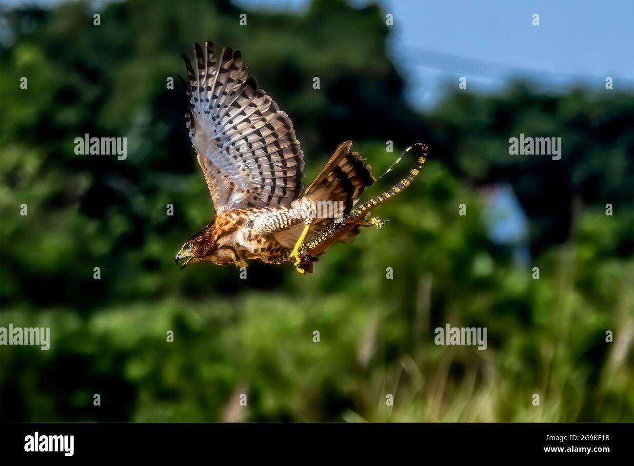 Il Goshawk crestato (Accipiter Trivirgatus) sta volando trasportandolo preda con i relativi talloni all'albero di ramo di convenienza per mangiarlo con gli alberi di bokeh Foto Stock