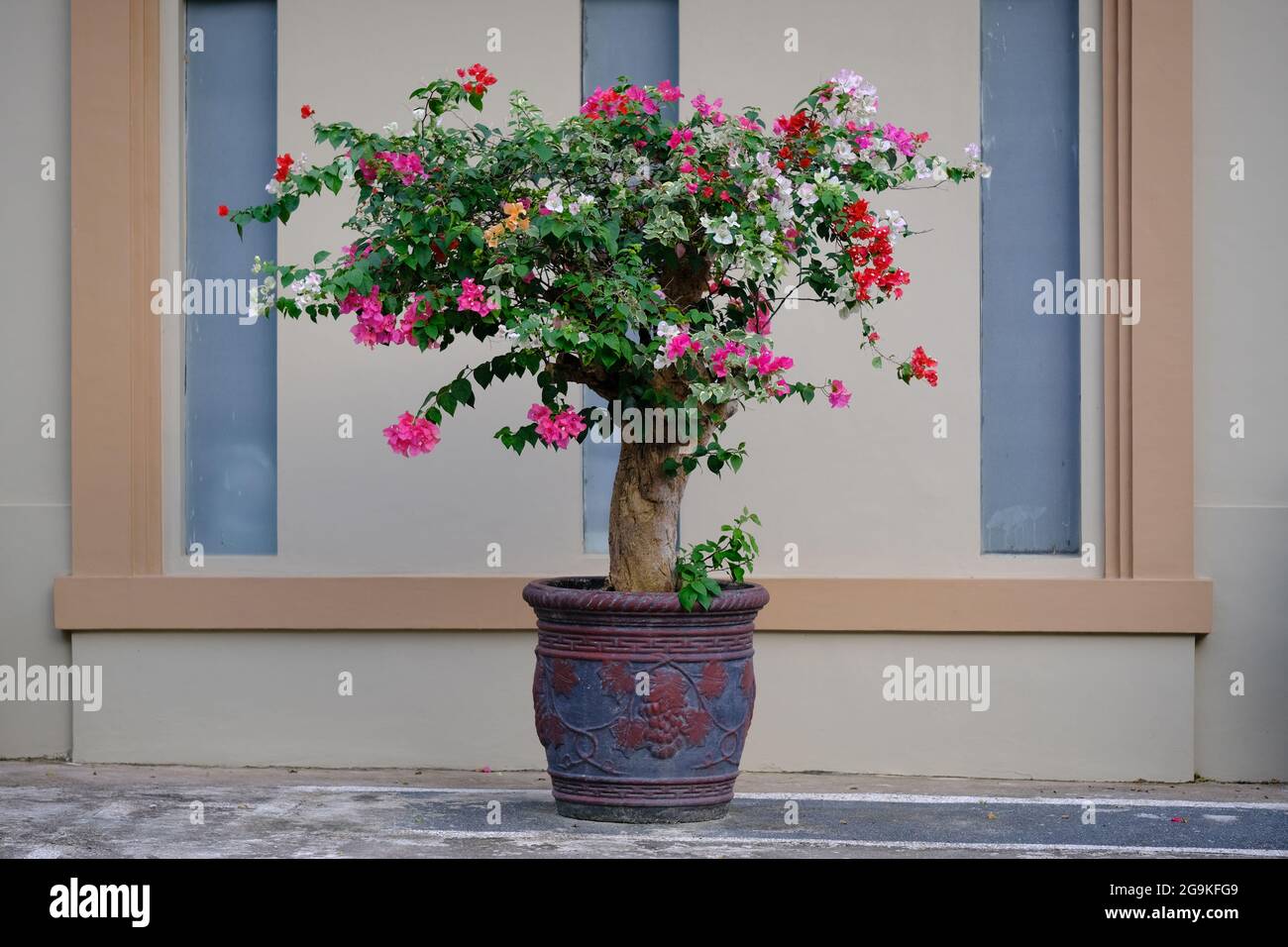 Indonesia Batam - Bougainvillea multicolore - fiore di carta Foto Stock