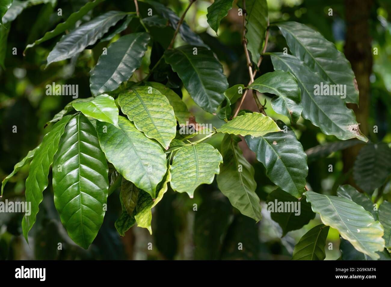 Foglie di Coffea stenophylla, caffè highland o caffè Sierra Leone, famiglia: Rubiaceae, regione natale: Africa occidentale Foto Stock
