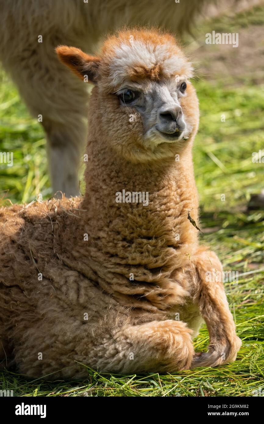 Alpaca lama pacos baby riposante a terra, famiglia: Camelidae, regione natale: Ande centrali e meridionali dal Perù all'Argentina. Foto Stock