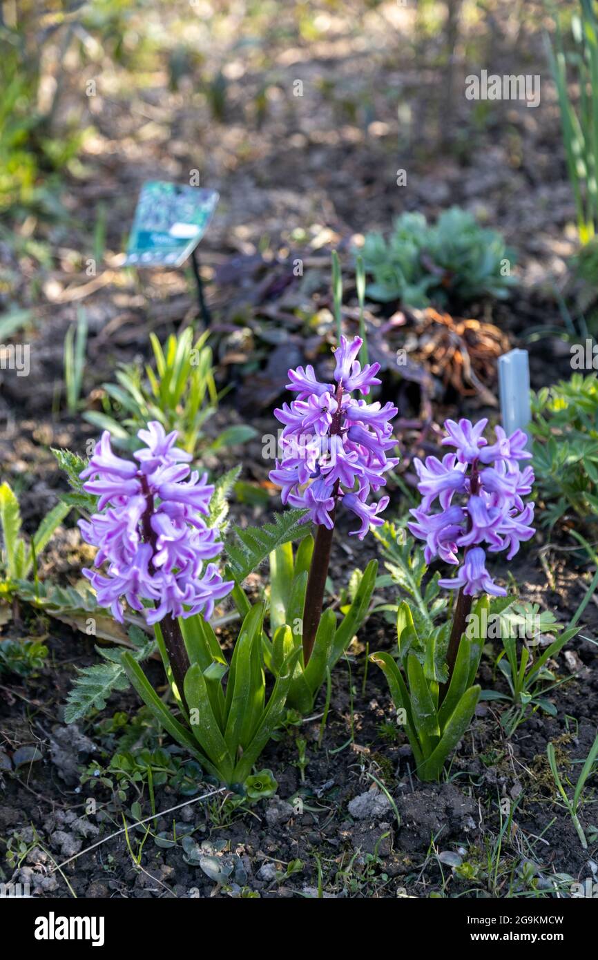 Meravigliosi giacinti viola fioriscono in primavera nel giardino Foto Stock