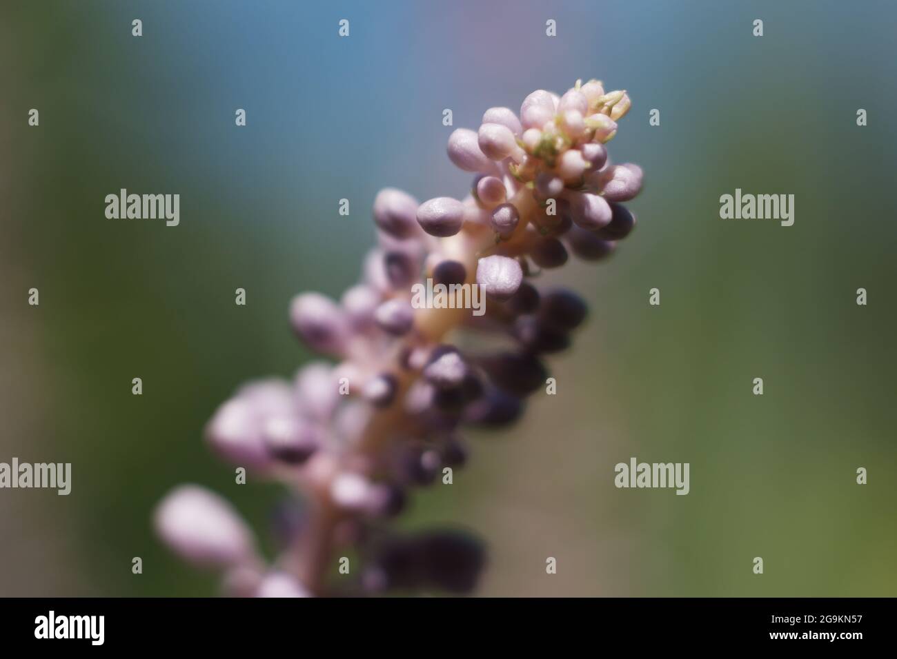 Bella Tiny Viola Fiori nella luce solare estiva - Blue Sky sfondo Foto Stock