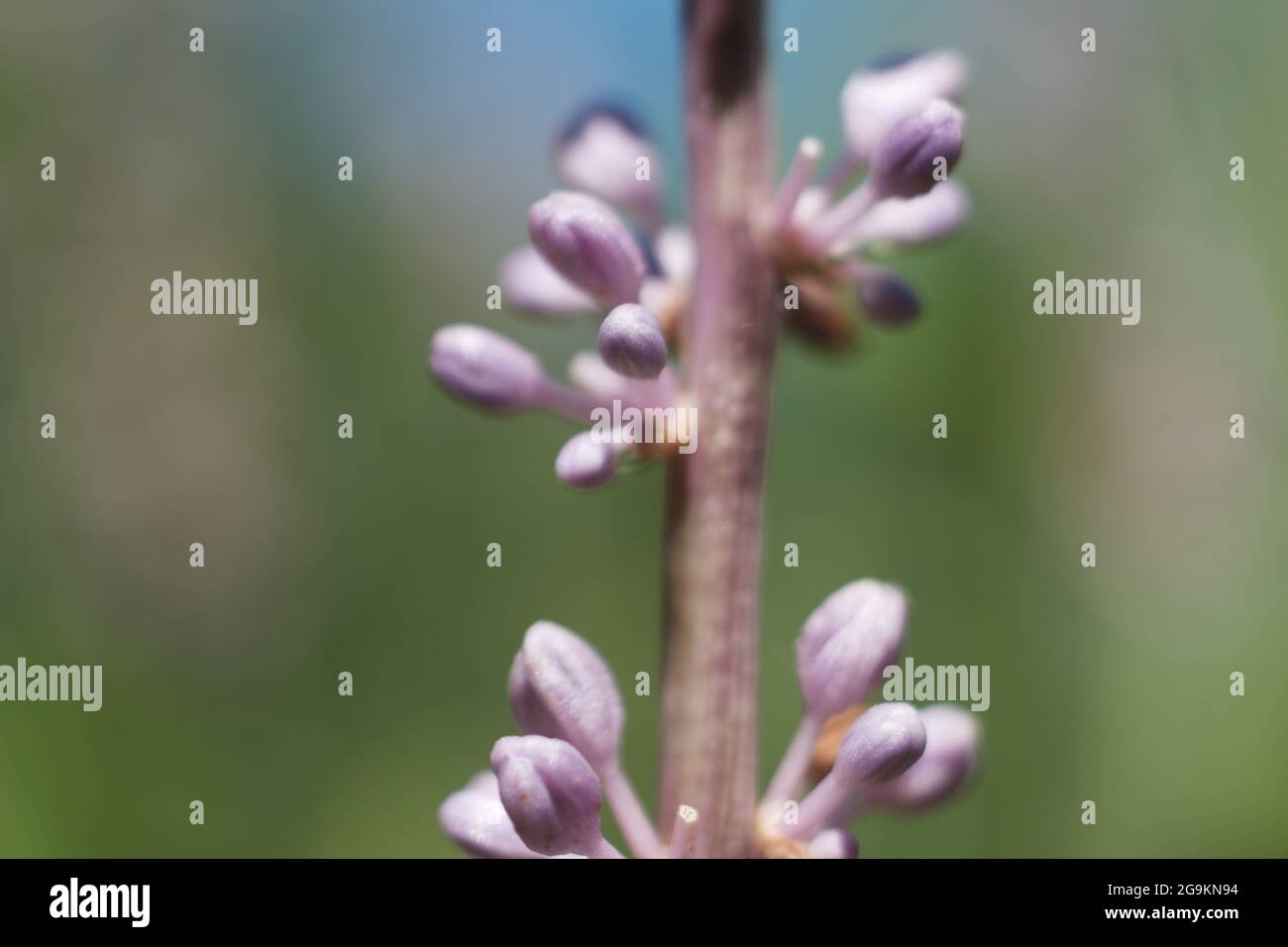 Bella Tiny Viola Fiori nella luce solare estiva - Blue Sky sfondo Foto Stock