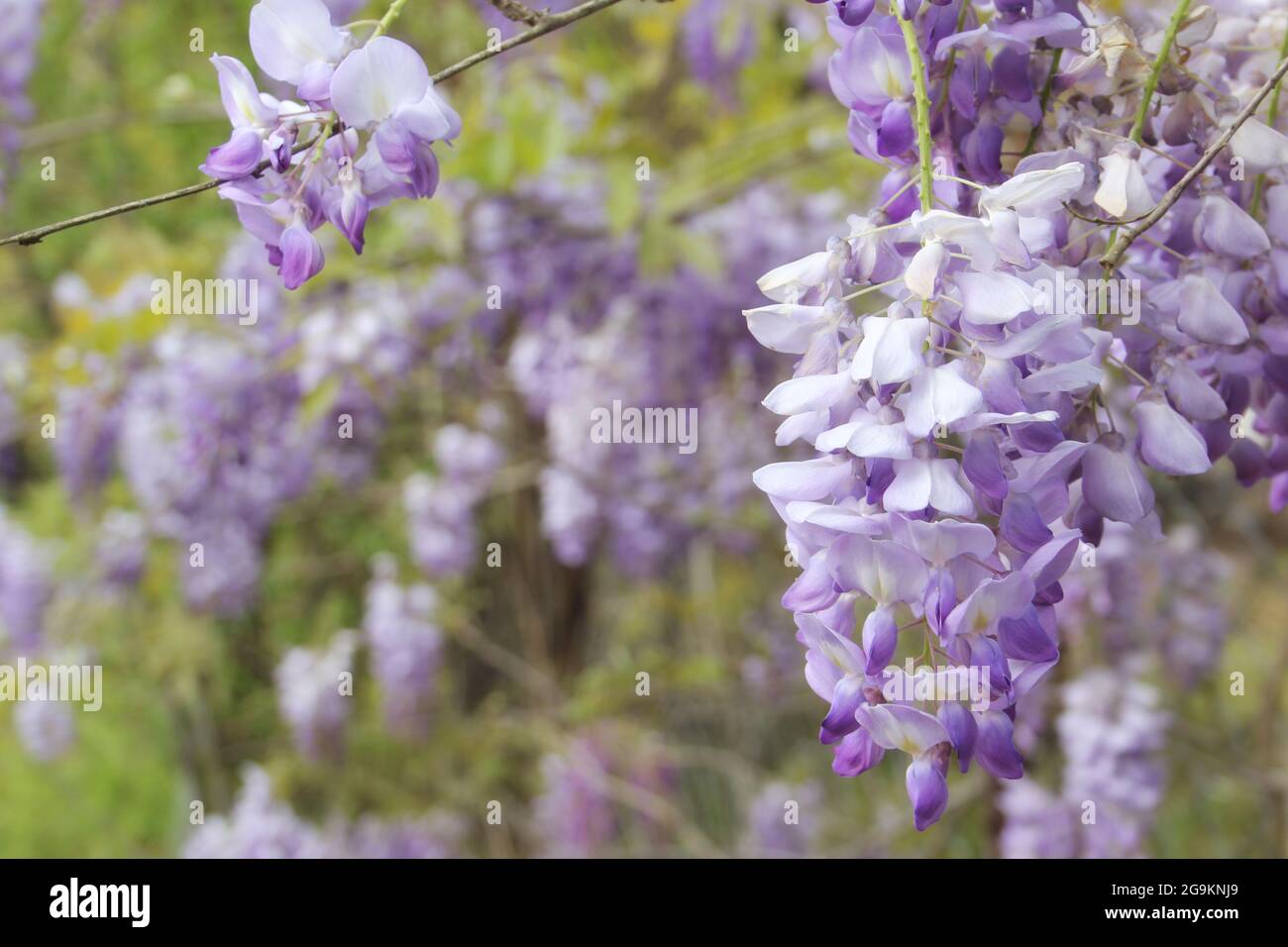 Porpora Wisteria in Sprintime Fabaceae Luguminosae in Giardino Foto Stock