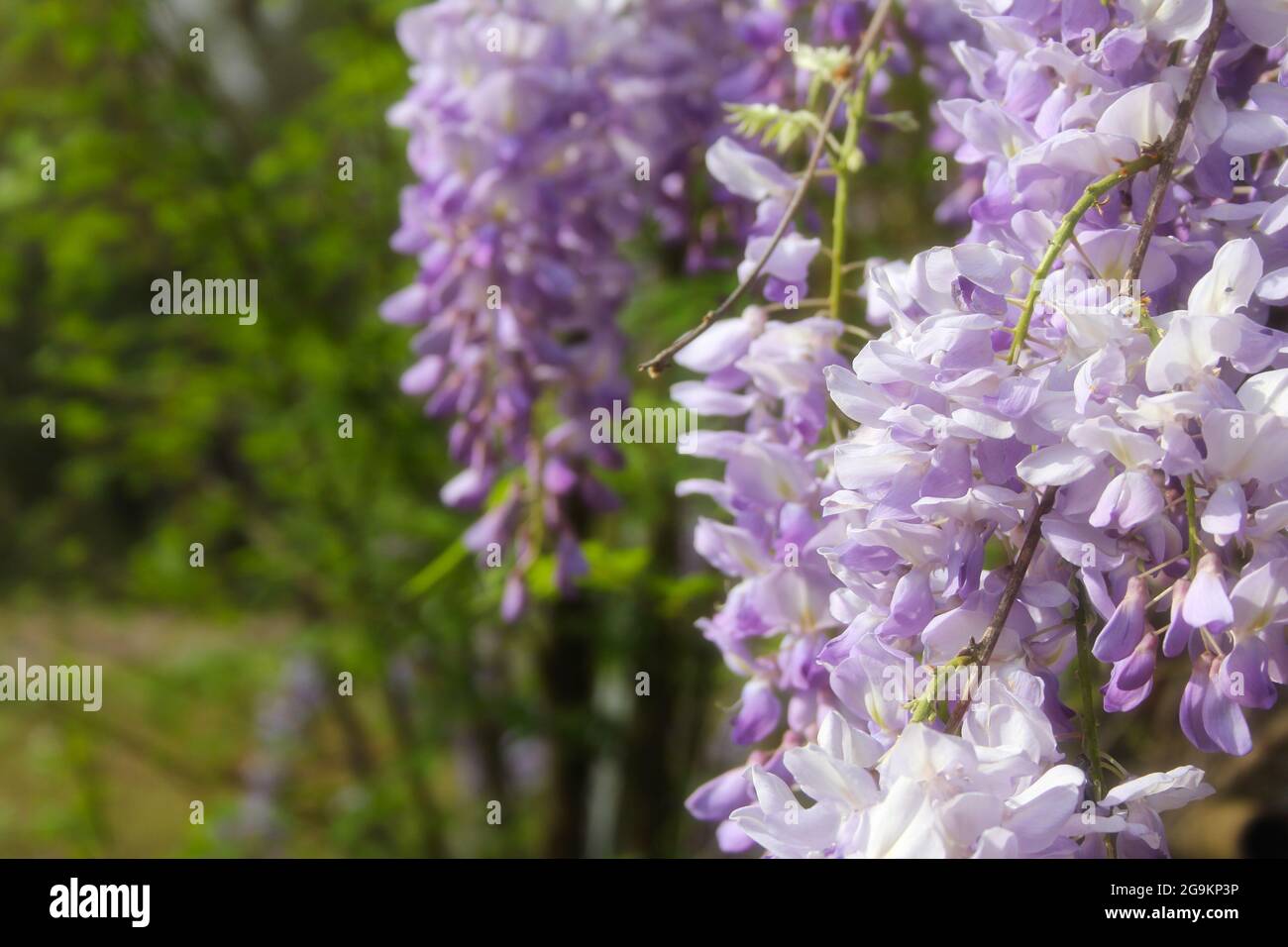 Porpora Wisteria in Sprintime Fabaceae Luguminosae in Giardino Foto Stock