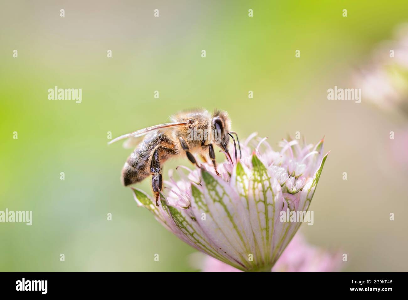 Ape - Apis mellifera - impollina un fiore del grande magistrale - astrantia Major Foto Stock