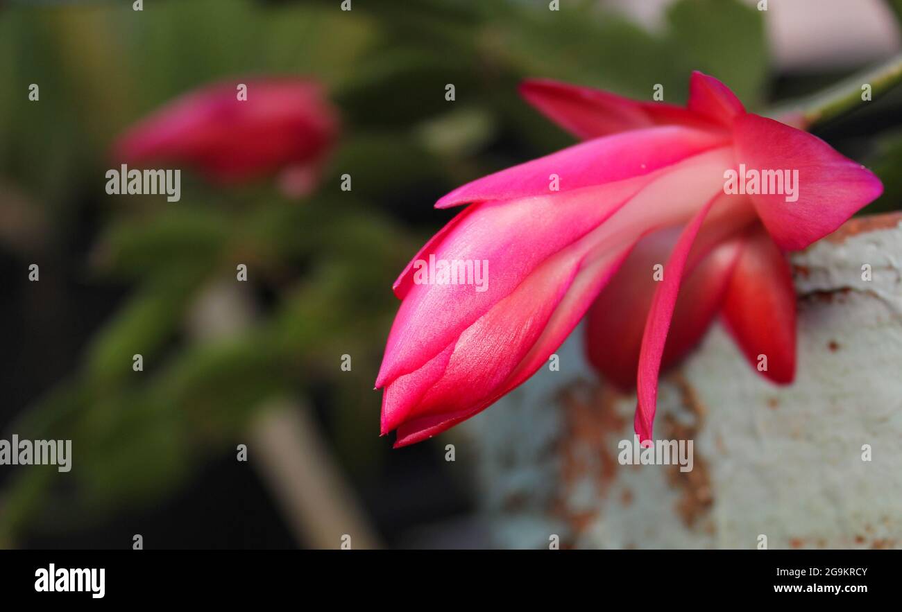 Natale Cactus con fiori rosa S. truncata Foto Stock