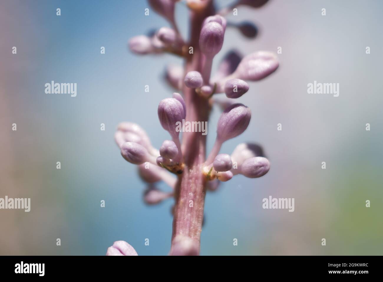 Bella Tiny Viola Fiori nella luce solare estiva - Blue Sky sfondo Foto Stock
