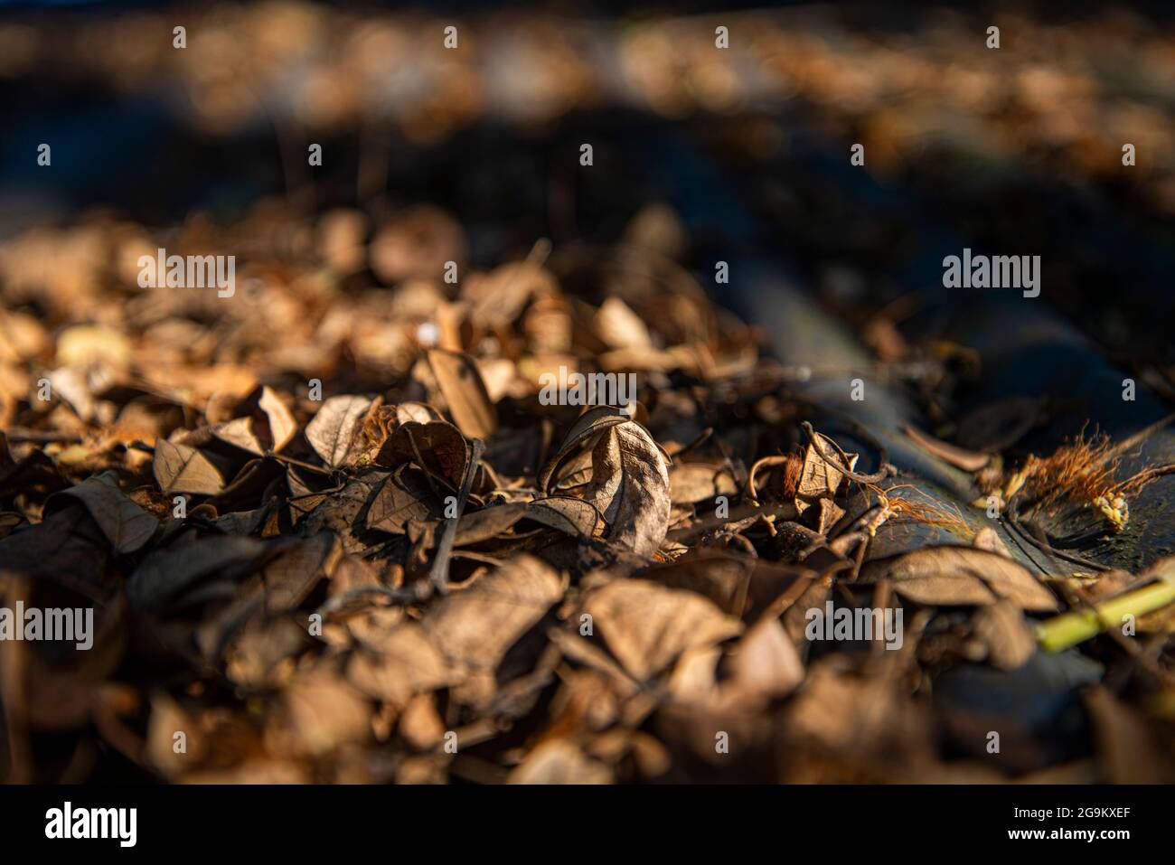 Foglie di albero. Khulna, Bangladesh. Foto Stock