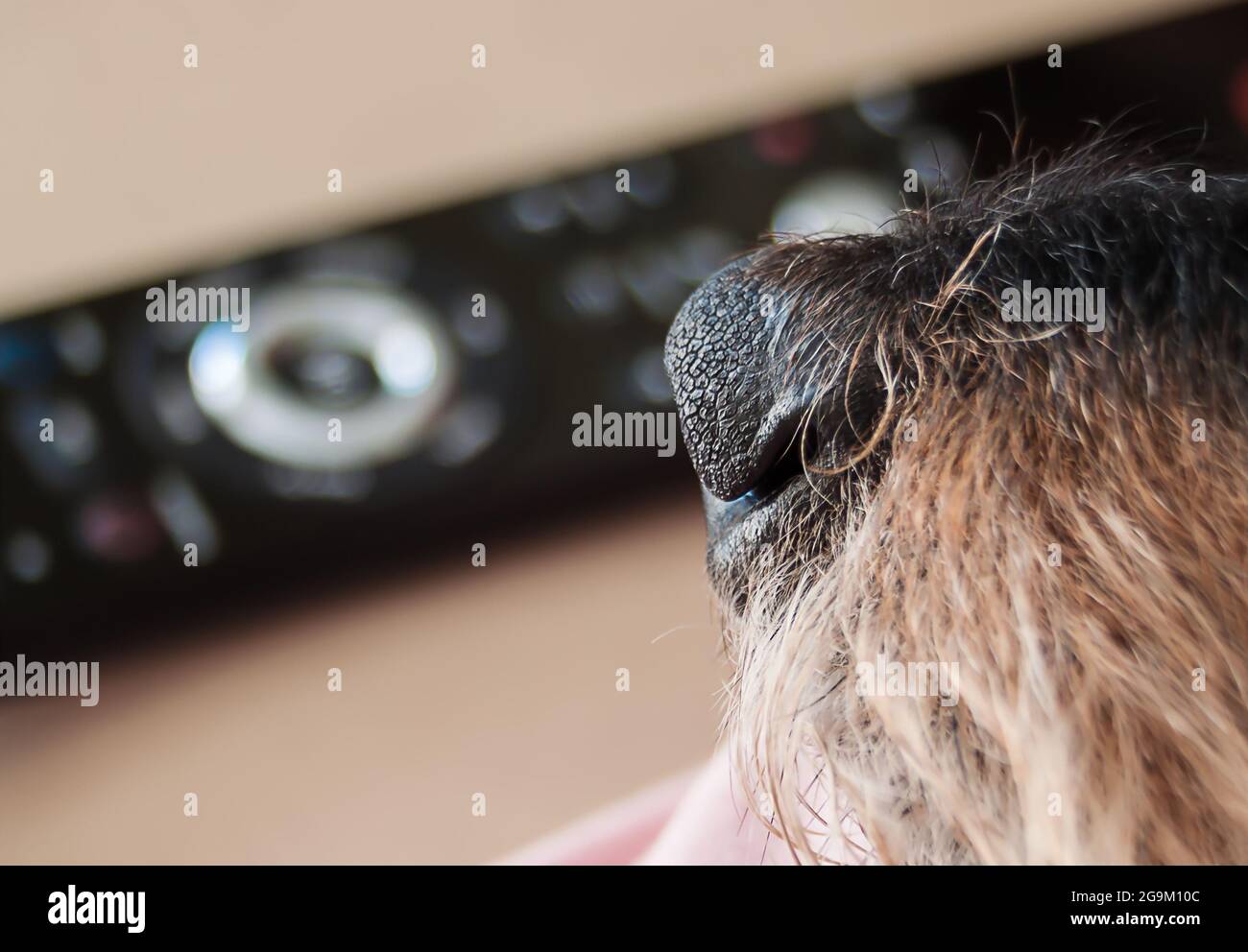 Primo piano del muso di un cane con uno sfondo sfocato del telecomando Foto Stock