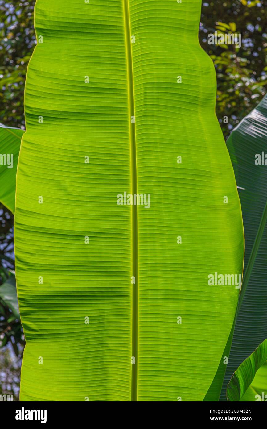 Immagine macro di foglia di banana con grana testurizzata Foto Stock