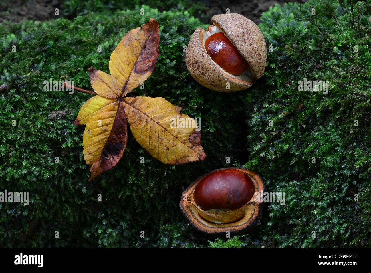 Castagne di cavallo e foglie caduti sul muschio. Dorset, Regno Unito, settembre 2017 Foto Stock