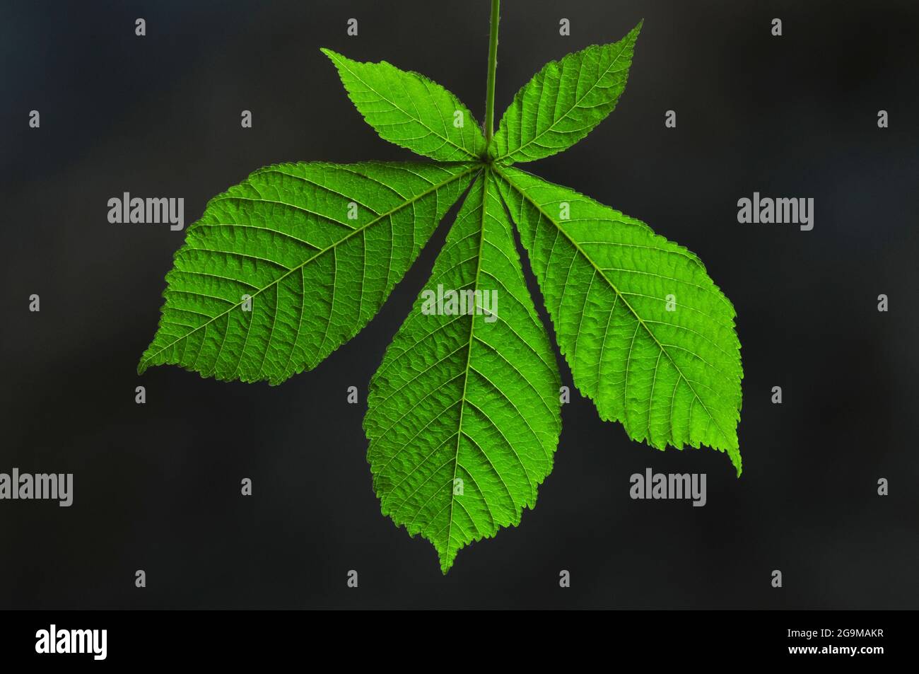 Foglie fresche di castagno di cavallo in primavera. Dorset, Regno Unito, maggio 2018 Foto Stock